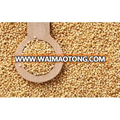 Organic Quinoa Grains & Seeds High Grade available for sale